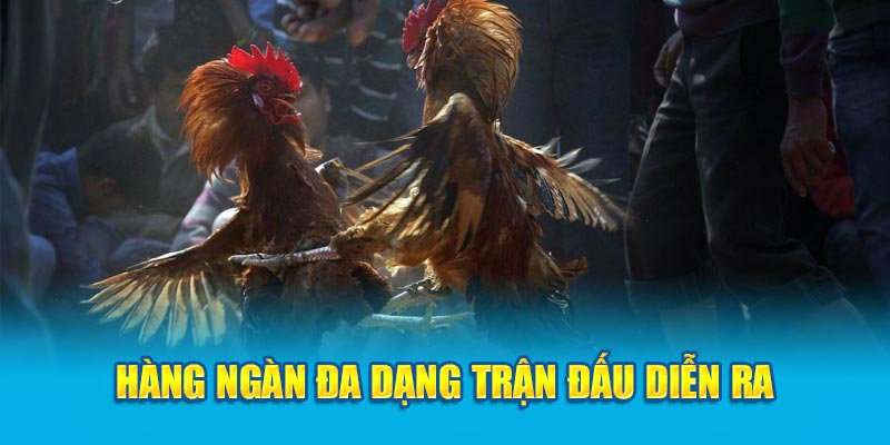 Diễn ra hàng ngàn trận đấu mỗi ngày