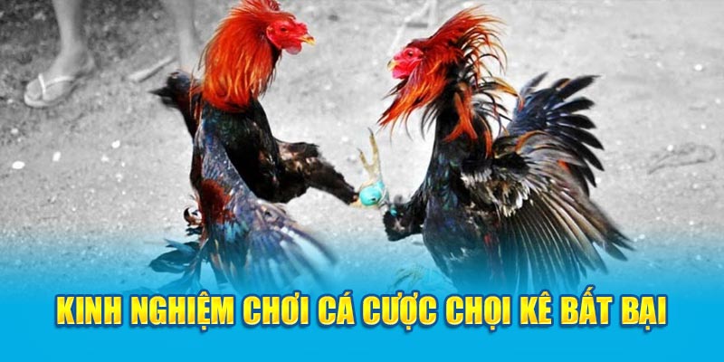 Kinh nghiệm chơi cá cược chọi kê bất bại