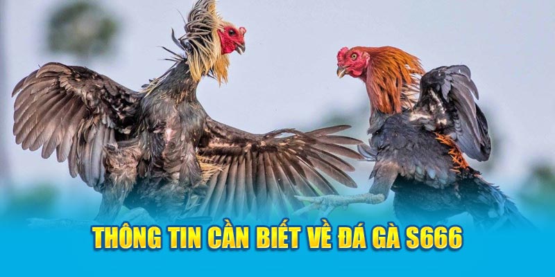 Thông tin cần biết về đá gà S666